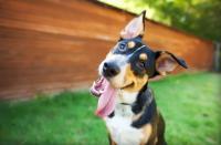 Why does your dog tilt its head? Researchers have an answer