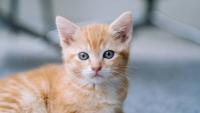 International Cat Day Special: First-Time Cat Parents, These Essential Care Tips Are Just for You