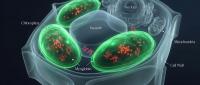 Plant Molecular Farming Grows Meat Protein in Tobacco and Lettuce