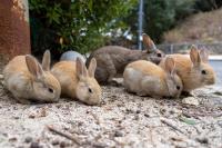 Tourists Feeding Animals on Japan’s ‘Rabbit Island’ May Be Turning Wild Boars into Bunny Hunters
