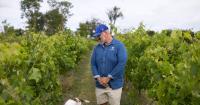 Inside the Irish vineyard facing questions over how much of its wine is from Irish grapes