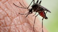 Spurt in chikungunya cases highlights need to check vector population