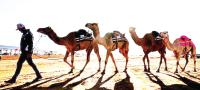 Camels settle in Australia outback
