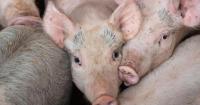 Residents slam “crazy scheme” but pig farm extension gets green light