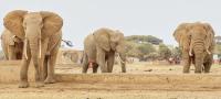 Farmers dispute cyanide elephant deaths