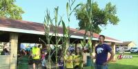 Tall Corn Festival underway in Rossville for 97th year