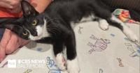 Kitten used as decoy in Maryland attempted bank robbery now has forever home