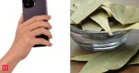 Why people are keeping a bay leaf inside their phone cases: Benefits, beliefs and is there any science behind it?
