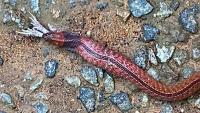 Singapore snake sighting draws buzz over rare species that is both venomous and poisonous