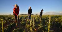 Fictitious Farms Fuel Permit Abuse