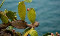 Cyprus calls in 200 tiny assassins to save its papoutsosyka