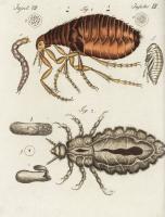 The good, the bad and the grotesque: the mind-blowing diversity of parasites