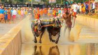 Mudslinging Time: A proposal to hold a coastal buffalo race has ignited a culture war in Karnataka