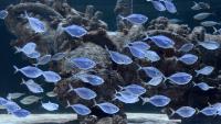 New Marine Aquaculture Could Revolutionize Captive Breeding