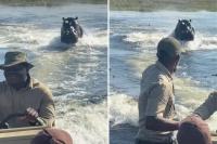 Dramatic video shows massive hippo charge at boat filled with tourists in African waterway