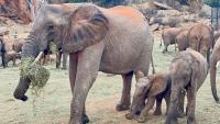 Kenya sanctuary shares rare family reunion as former orphan elephants come back with babies