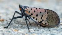 Spotted lanternflies spreading across NY: Gillibrand backs new research bill