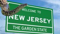 8-Foot Burmese Python With A Fat Belly Full Of Possum Found In New Jersey Homeowner’s Garden