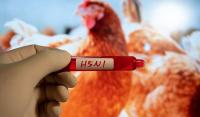 Australia’s H5N1 bird flu cases cross 200-mark