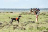 From small cats to pangolins: Detection dogs help track elusive species