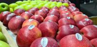 Larger apple harvest in the Republic of Moldova. Production is expected to increase by over 17%, while the EU is facing…