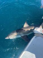Scientists turn to sharks to improve hurricane predictions