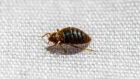 7 things to do to avoid bringing bed bugs back from holiday – this is how to prevent an 'unexpected infestation' in your home, according to experts