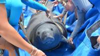 The most surprising injury on this Florida manatee wasn't from a boat
