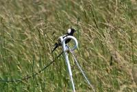 How an Ohio farmer delayed hay harvest to save nesting bobolinks