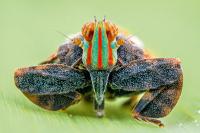 Dozens of extraordinary new species have just been discovered in an uncharted corner of Africa