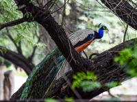 UN Geneva welcomes five peacocks gifted by India, continuing a decades-old tradition