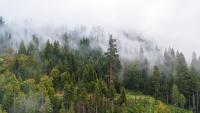 Prescribed burns, fuel reduction key to giant sequoia survival rates, UNR researchers find
