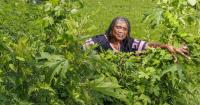 New Orleans hasn't cut some overgrown lots in 9 months. Residents are crying foul.