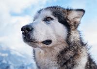20 most beloved family dogs, according to the American Kennel Club