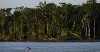 Deforestation hits record low in Brazilian Amazon