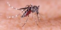 Dengue surge in Bangladesh leaves 59 dead, cases near 18,000