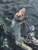 Puget Sound’s viral ‘shark wrestler’ tells his side of story