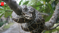 In 2026, Burmese Pythons are not Florida’s only invasive predator, other animals putting native wildlife under growing pressure