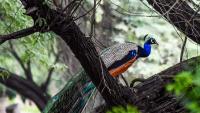 Peacock Diplomacy: India gifts 5 peacocks to replenish UN Geneva flock