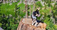 How to reduce your dog’s risk of tick-borne diseases