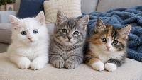 International Cat Day 2026: From strays to social media stars, why Indians are suddenly obsessed with cats