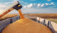 Agricultural exports from Ukraine could drop by more than half
