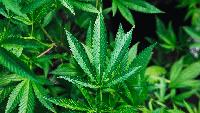 Nepal legalises medical cannabis in Gandaki province near Bihar, a dry state