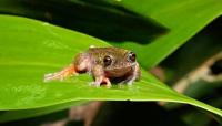 Tiny nocturnal 'coffee frog' uncovered in Costa Rica as pesticide risks emerge