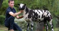 Dutch Spotted hit 6200gns at Carlisle