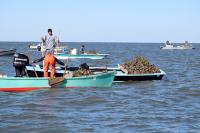 Alabama Lands $7.1 Million To Boost Oyster Restoration Along The Gulf Coast