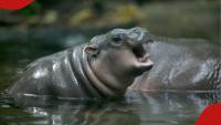 Joy at Toronto Zoo as endangered pygmy hippo welcomes tiny female calf