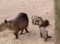Three Capybaras Born At Asunción Zoo As Population Reaches Ten