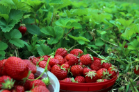 The Surprising Story Behind Paraguay’s Famous Strawberry Season