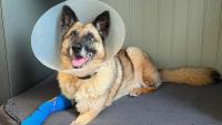 'Resilient' police dog recovering from infection